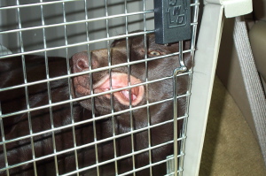Sleepy Ogden with her face pressed up against the crate door.